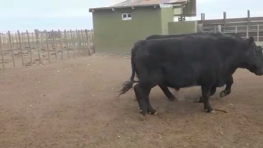 Lote 11 Novillitos en Laprida, Buenos Aires