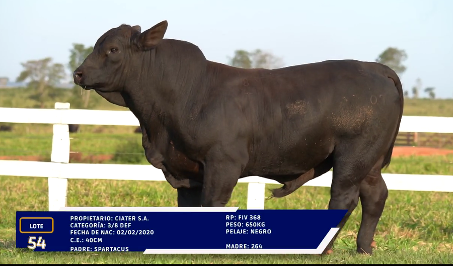 Lote LOTE 54