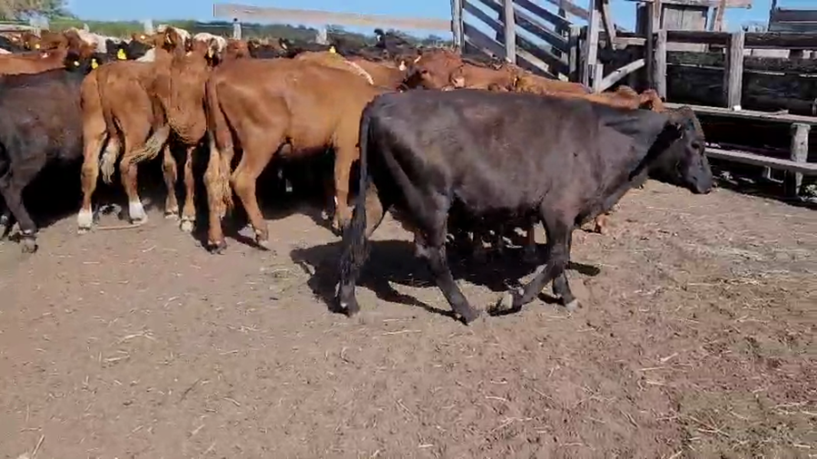 Lote 73 Terneros en Villaguay, Entre Ríos