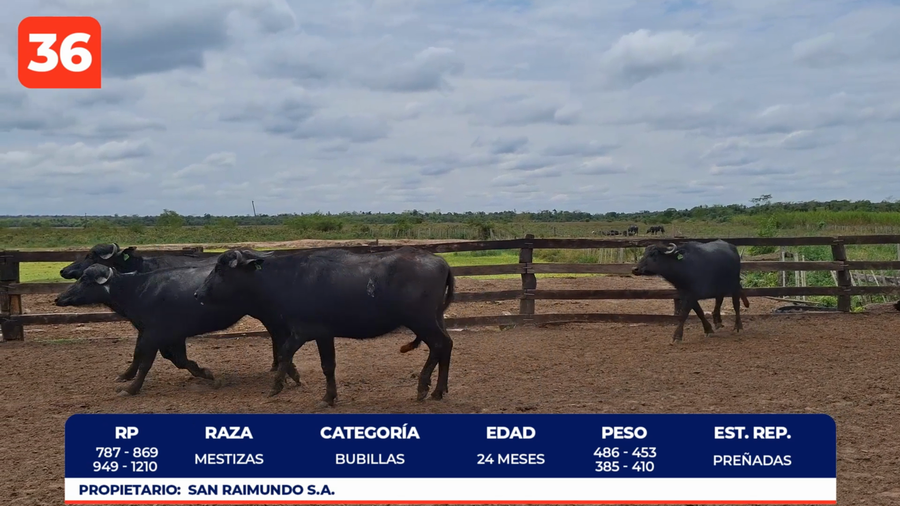 Lote LOTE 36