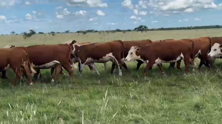 Lote 45 Vaquillonas C/ gtia de preñez