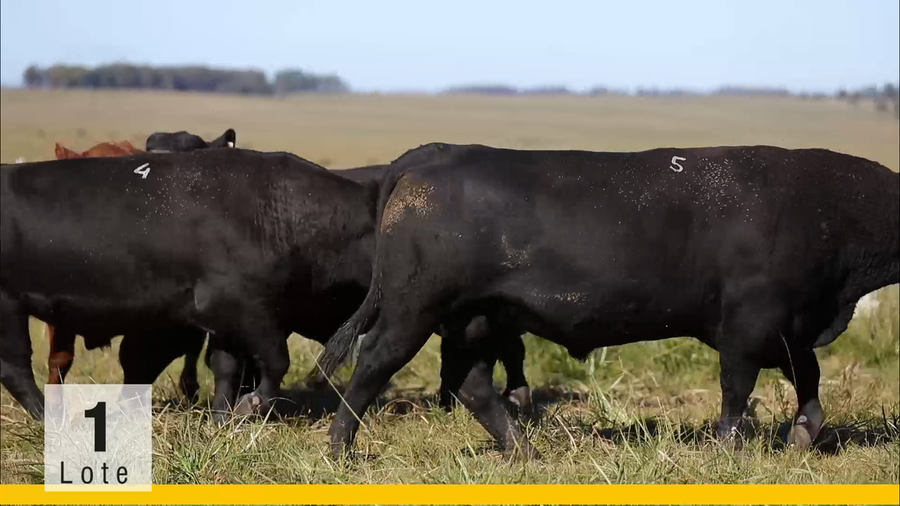 Lote (Vendido)Toros a remate en Subasta Toros de La Competencia, Montevideo