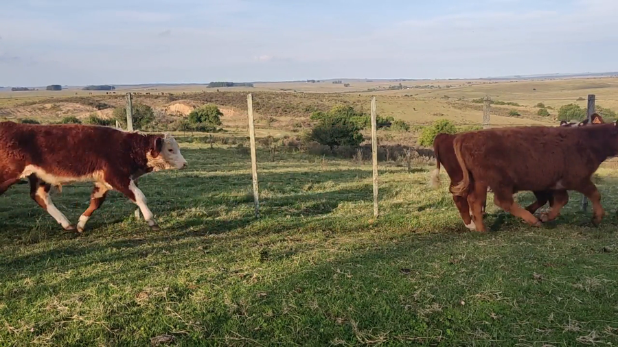 Lote Cristina y Beatriz Carrasco. - Jaso y Jaso