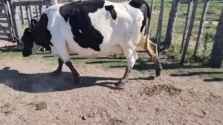 Lote Vacas próximas a remate en Pantalla Camy 500kg - , San José