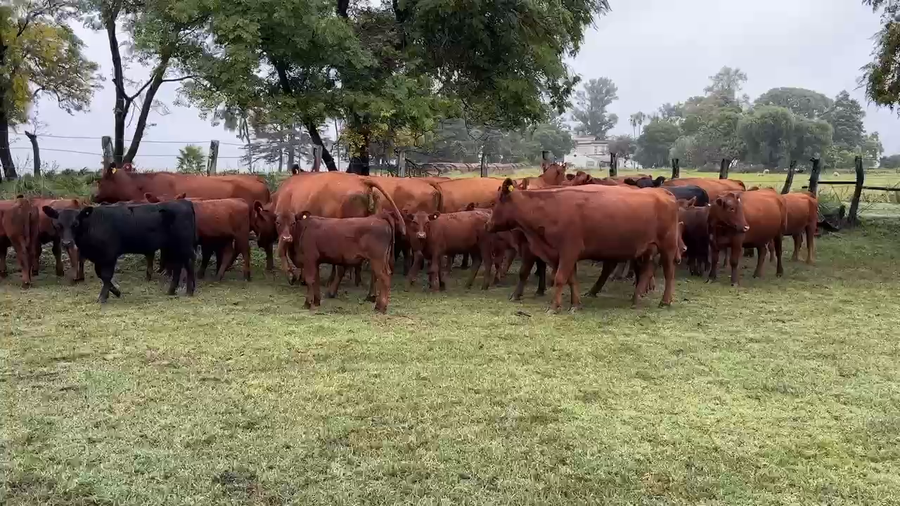 Lote 30 Vaquillonas C/ cria