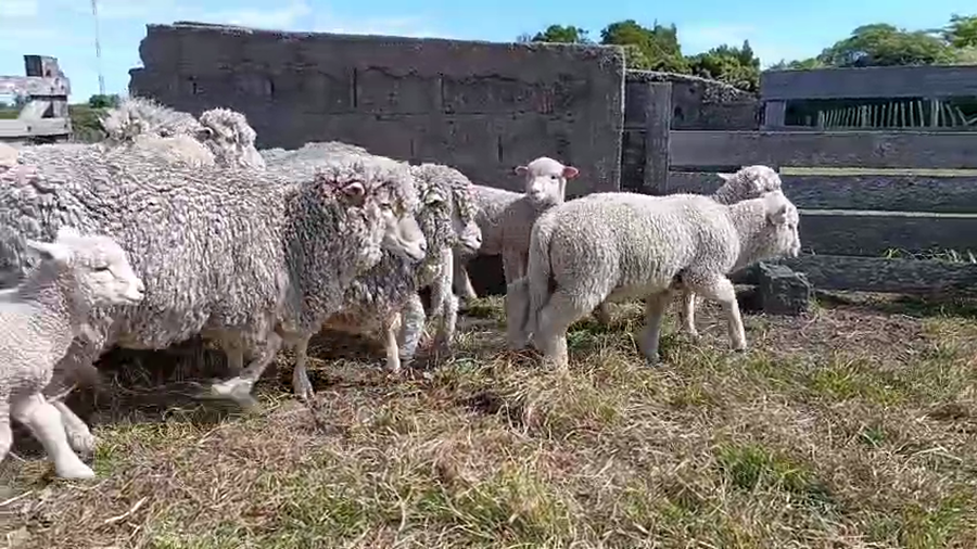 Lote 20 Piezas de cría a remate en Pantalla Camy, San José