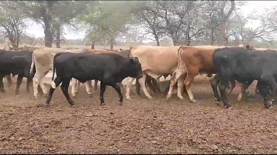 Lote 100 Terneros en Monte Quemado, Santiago del Estero