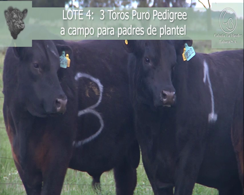 Lote 3 TOROS P.P. NEGROS  EN LOBERIA, PBA.-