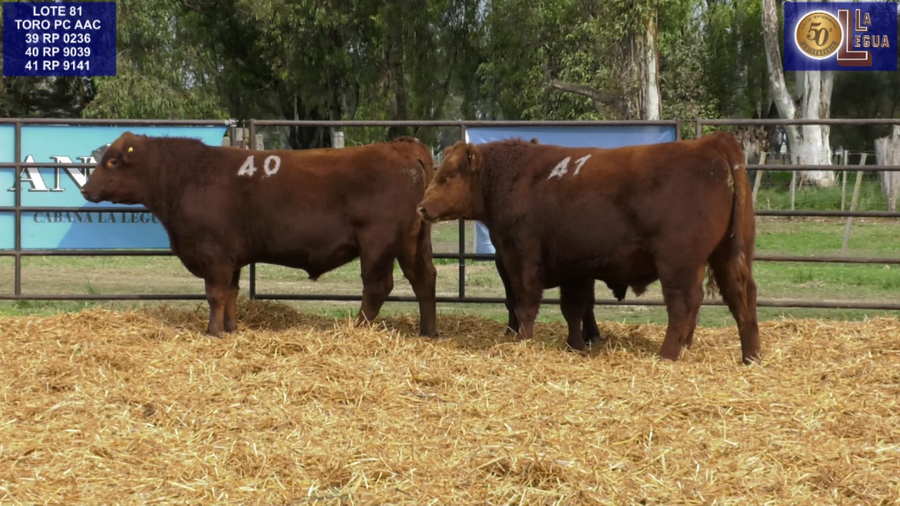 Lote TOROS ANGUS COLORADOS PC