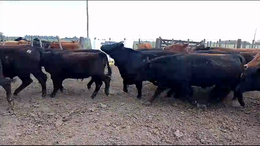 Lote 21 Novillitos en Cañuelas, Buenos Aires