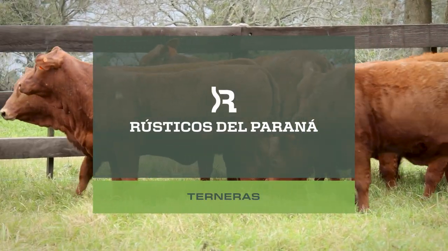 Lote TERNERAS
