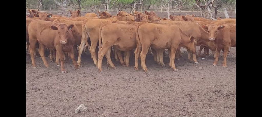 Lote 30 Terneras en Villaguay, Entre Ríos