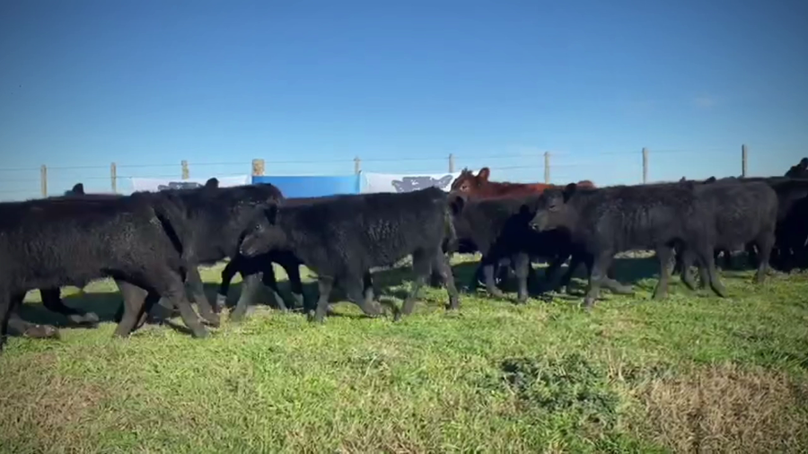 Lote 70 Terneros en Ayacucho, Buenos Aires