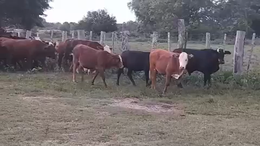 Lote 90 Novillitos en Misión San Fco., Formosa