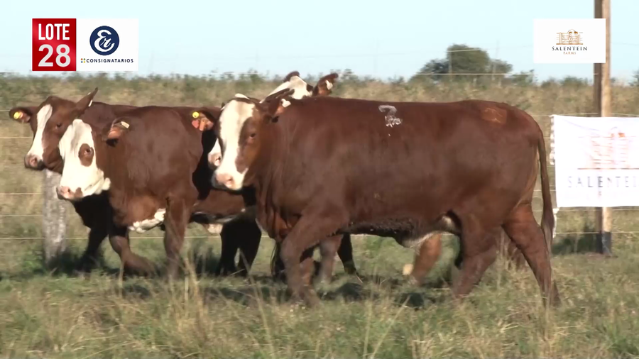 Lote Vaquillas Braford Planteleras Señal ´19-Preñadas IATF (17-12-2021) y Servicio Colectivo (27/12/21 al 05/02/22)