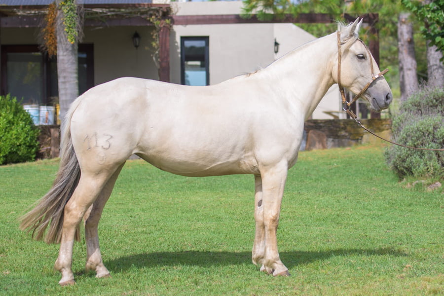 Lote Galana del Mavial