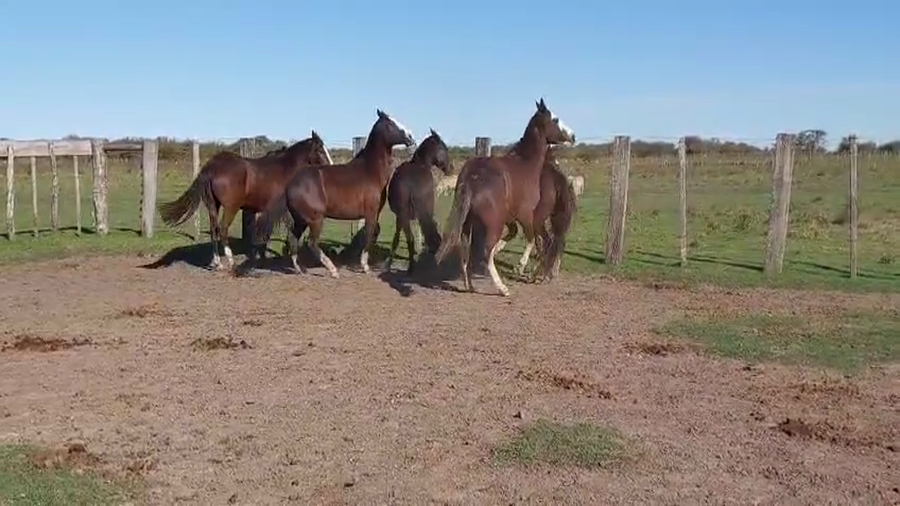 Lote 1 Montados en Corrientes, Curuzú-Cuatiá