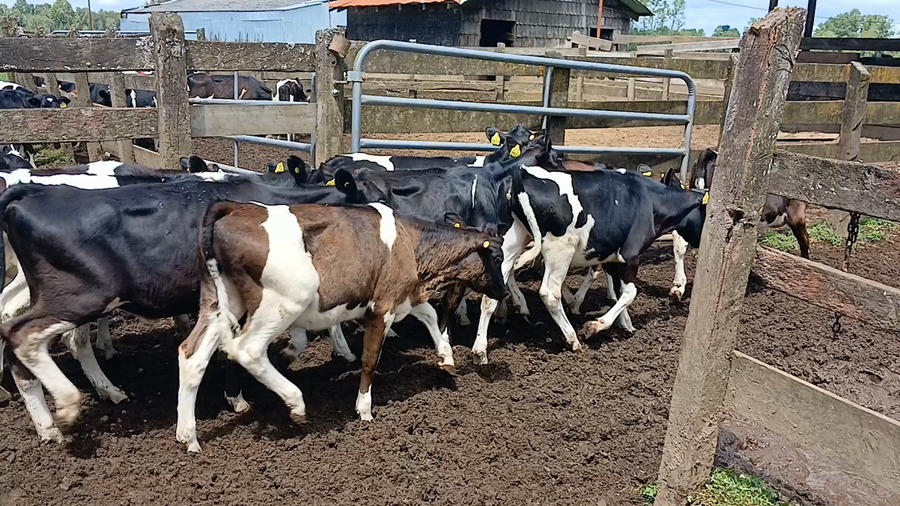 Lote 30 Ternera en Frutillar, X Región Los Lagos