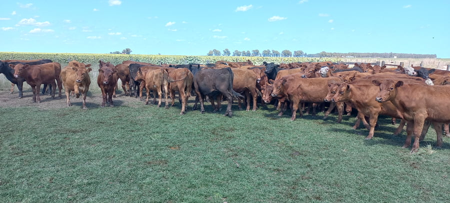 Lote 60 Terneros en Buenos Aires, arboledas