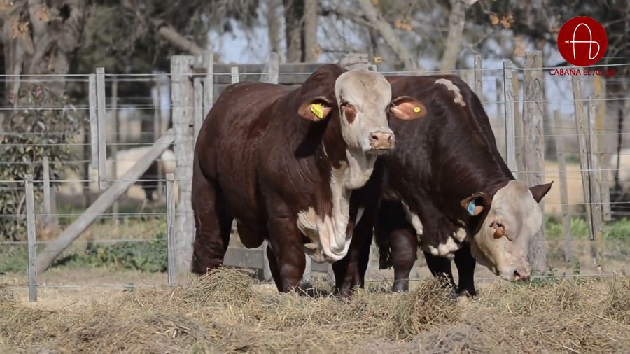 Lote BRAFORD EL ALJIBE