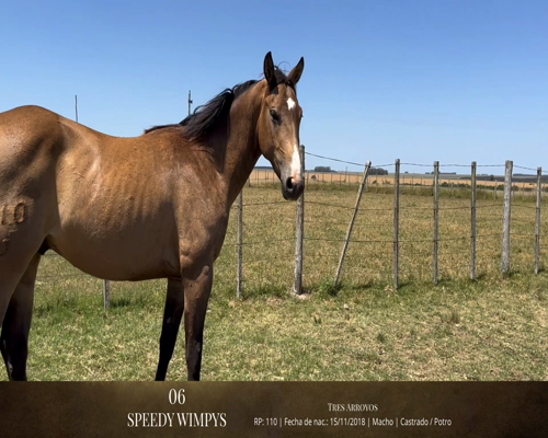 Lote Caballos a remate en 2da ESTA NOCHE BAYA, San José