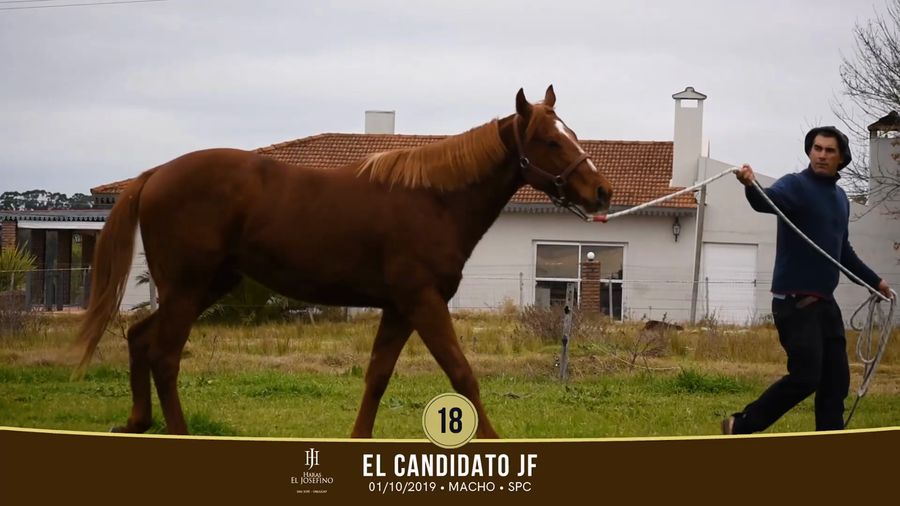 Lote Lote 18