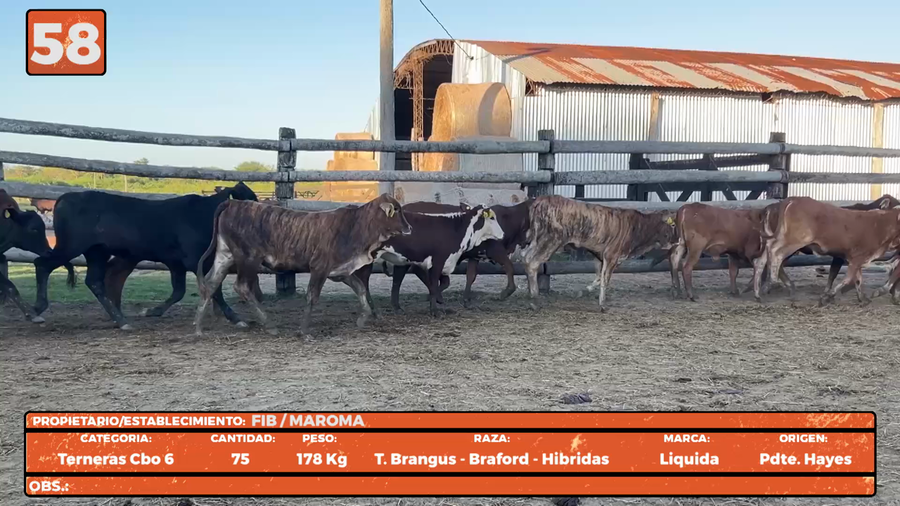 Lote LOTE 58