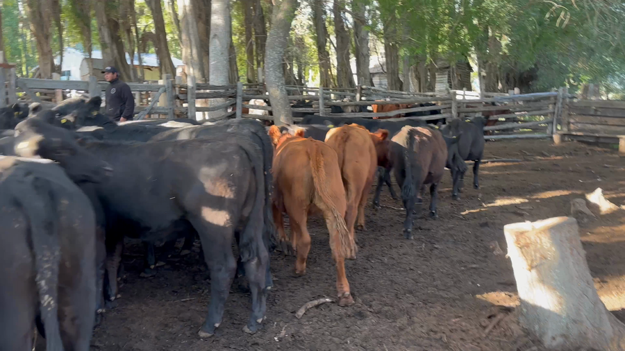 Lote 60 Vaquilla Engorda en XI Región Aysén, Coyhaique