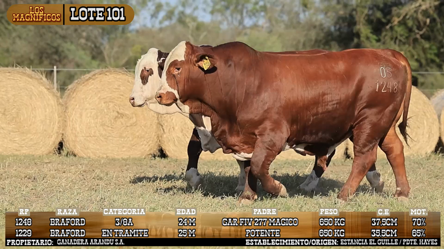 Lote LOTE 101 - VIVO