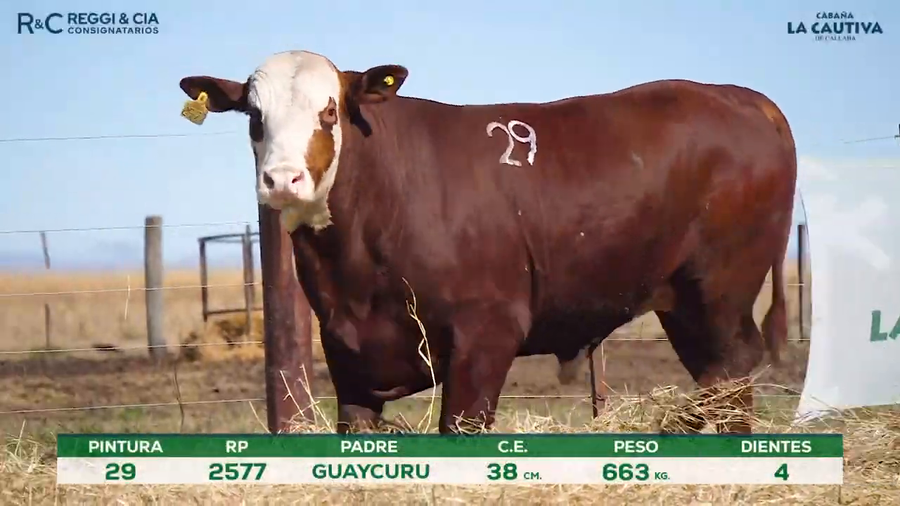 Lote Toros Braford controlados