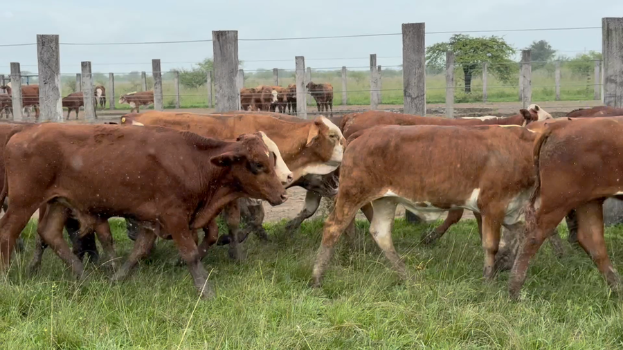 Lote 110 Terneros en Corrientes, Mercedes