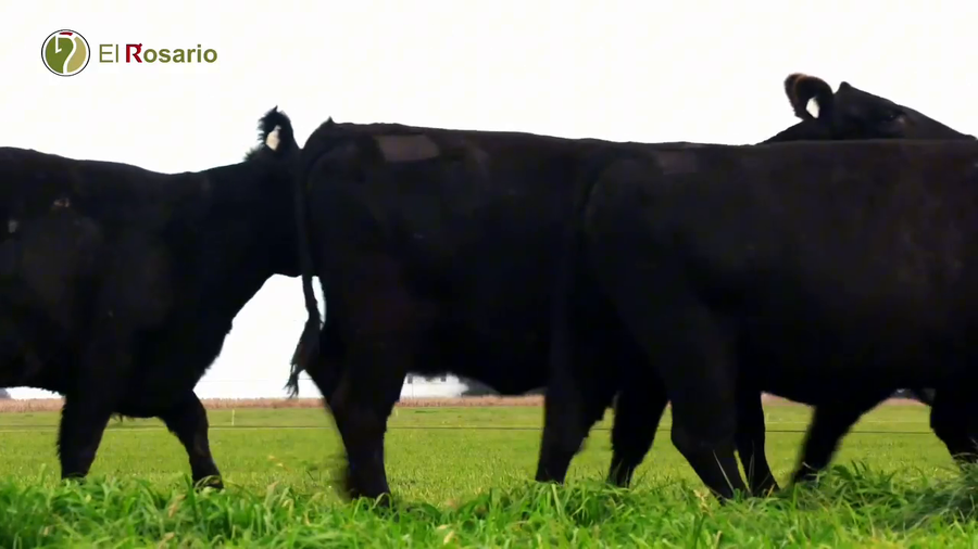 Lote VAQUILLONAS ANGUS PURAS CONTROLADAS