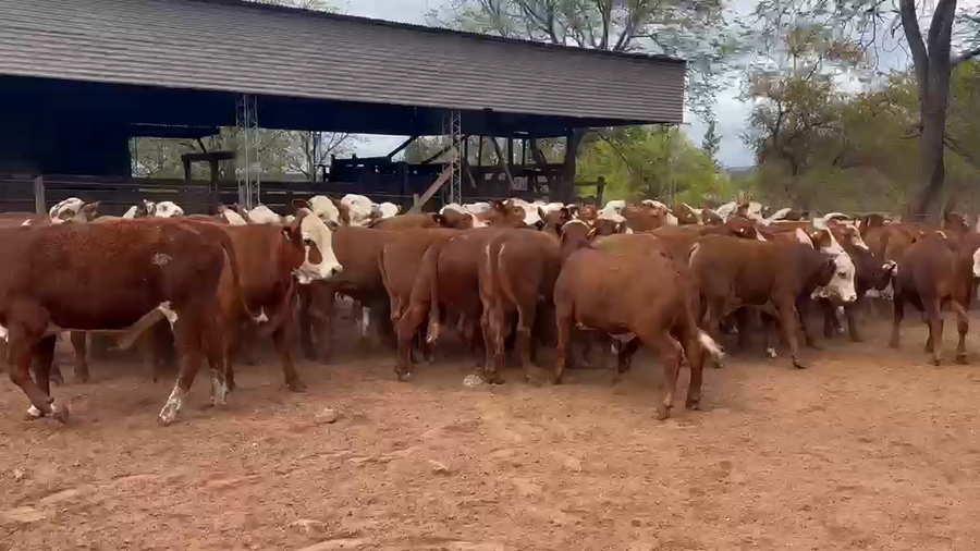 Lote 85 Mej Liviano en Salta, El Tala