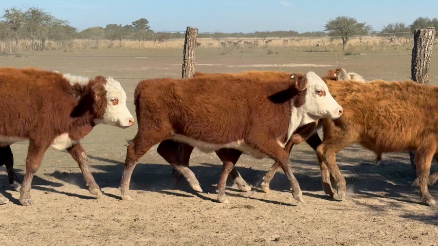 Lote 75 Terneros/as