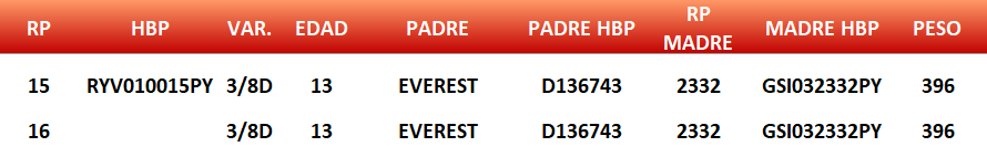 Lote LOTE 2 - JUNIOR