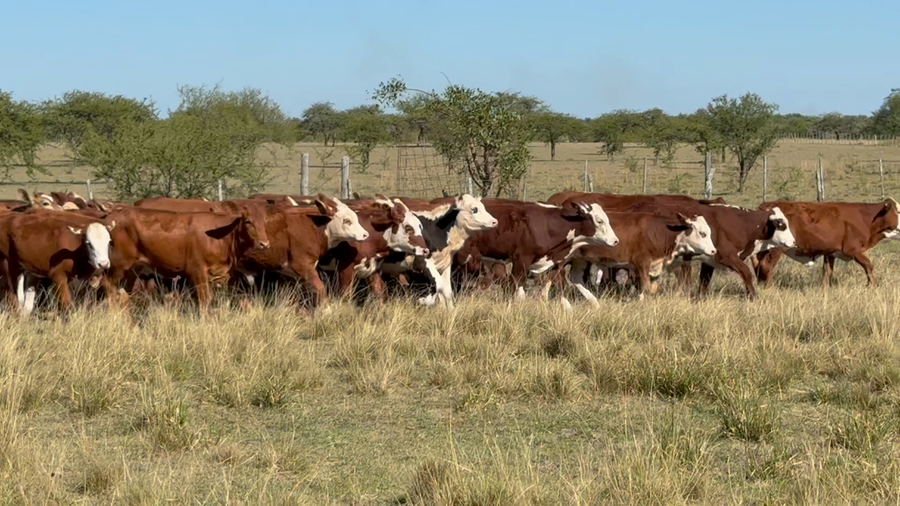 Lote 70 Terneros/as en Corrientes, Mercedes