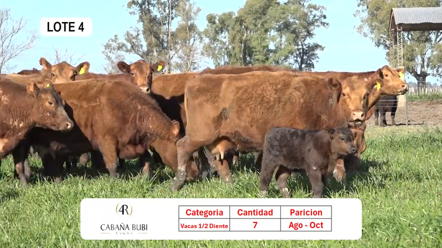 Lote Vientres Paridos MaS - Puros Controlados