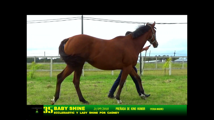 Lote BABY SHINE