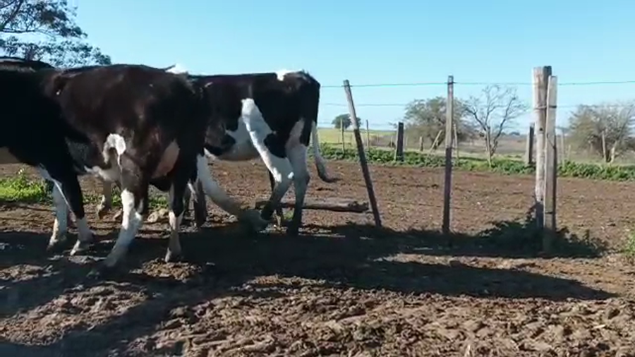 Lote (Vendido)3 Vaquillonas 1 a 2 años HOLANDO a remate en 5to remate por pantalla ENTRE MARTILLOS, San José