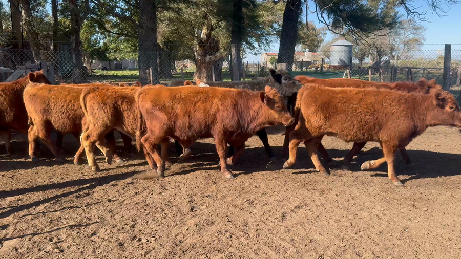 Lote 60 Terneros/as en Buenos Aires, 9 de Julio