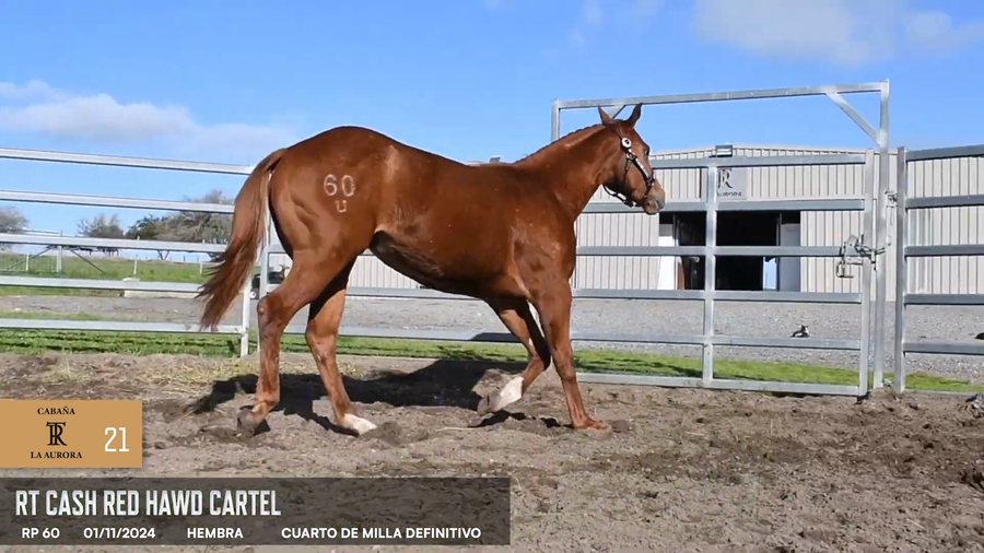 Lote Rt Cash Red Hawd Cartel