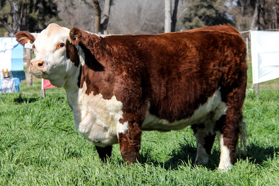 Lote Vaq PP Preñada