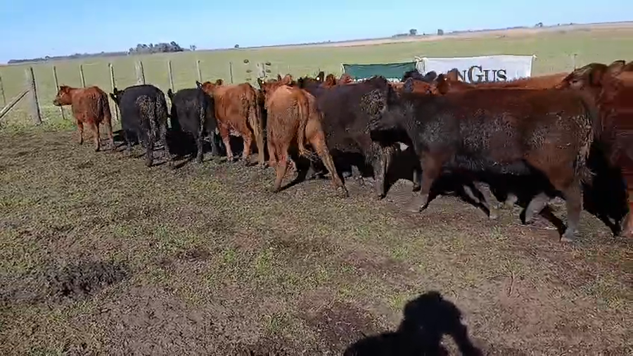 Lote 60 Novillitos y Vaquillonas en Daireaux