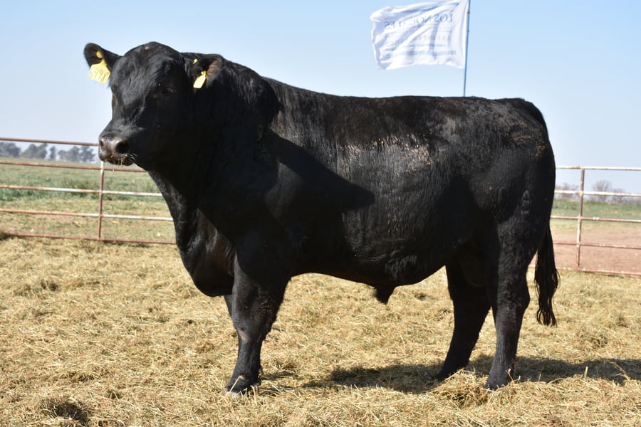 Lote TOROS (Corral 3)