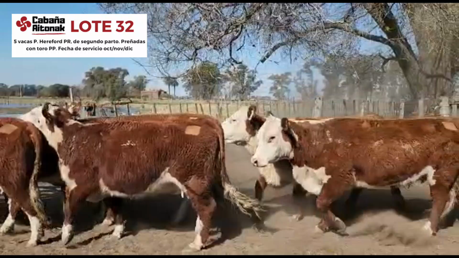 Lote "Cabaña Aitonak" VACAS P. HEREFORD PR DE SEGUNDO PARTO