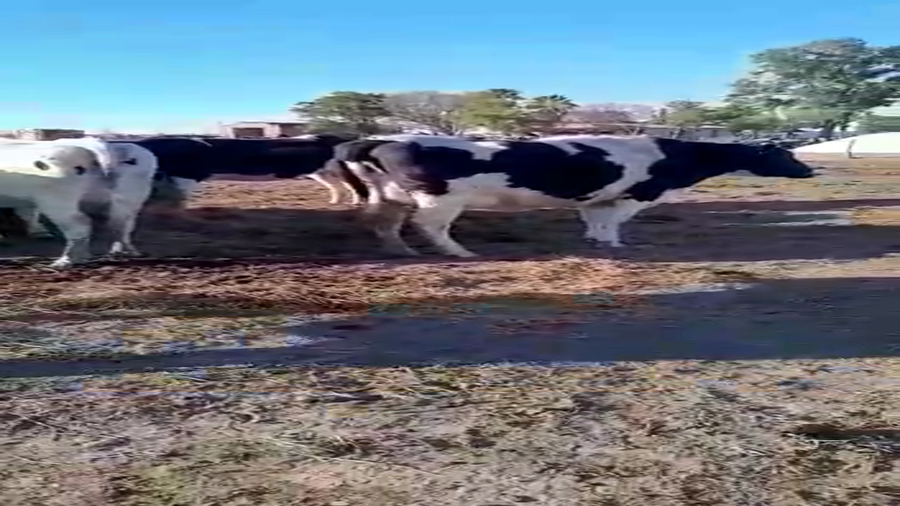 Lote 11 Vaquillonas adelantadas Holando Argentino en Col. Valtelina, Córdoba