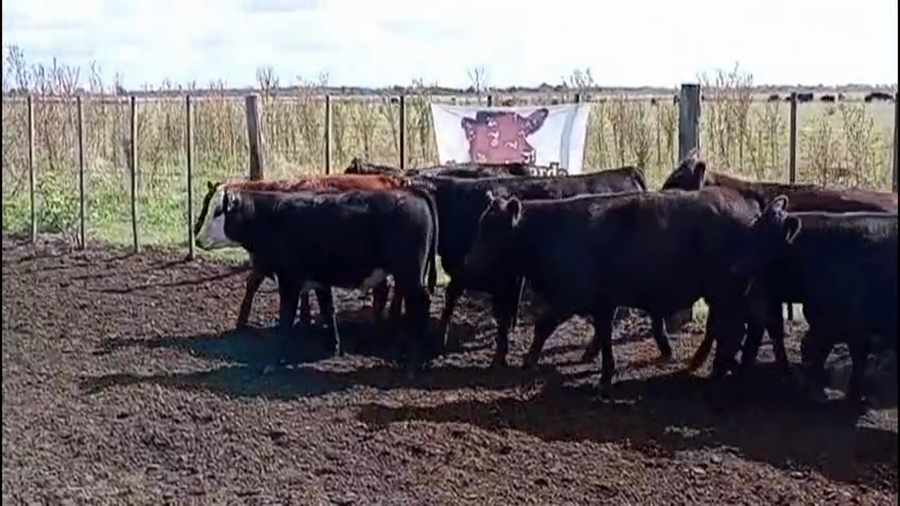 Lote 71 Terneros