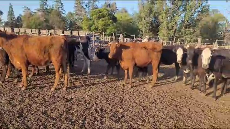 Lote 34 Vaquillonas C/ gtia de preñez en Carlos Tejedor, Buenos Aires