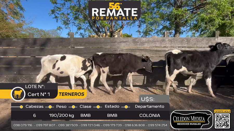 Lote 6 Terneros en Paso Antolín, Colonia
