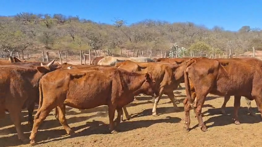 Lote 48 Vacas de invernar en Salta, Gral. Güemes